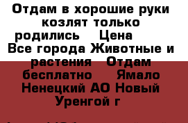 Отдам в хорошие руки козлят.только родились. › Цена ­ 20 - Все города Животные и растения » Отдам бесплатно   . Ямало-Ненецкий АО,Новый Уренгой г.